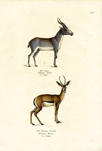 Saiga-antilope, 1824 door Karl Joseph Brodtmann